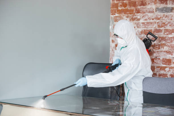 Trusted Springville, NY Mold Removal & Remediation Experts